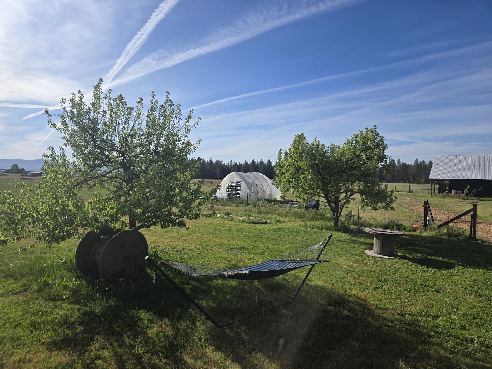 A quiet morning in the orchard corner of the farm
