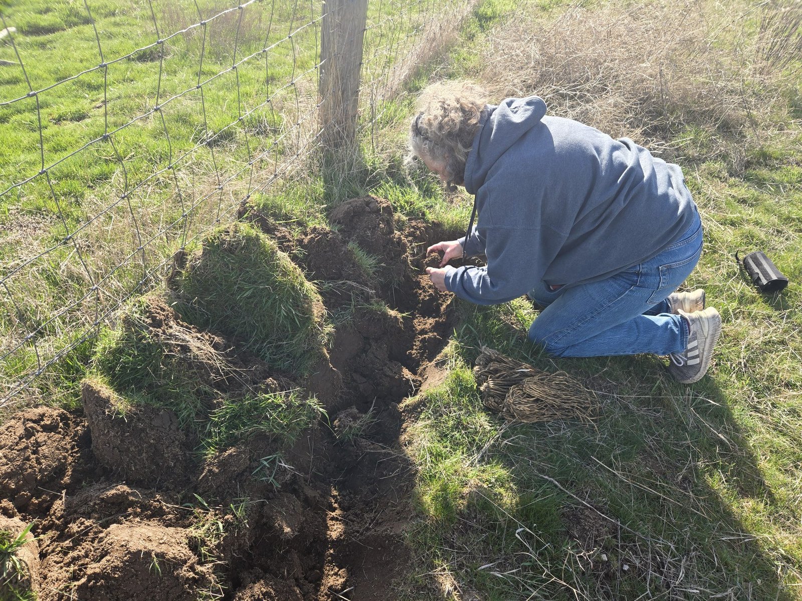 Planting asparagus along the fence line