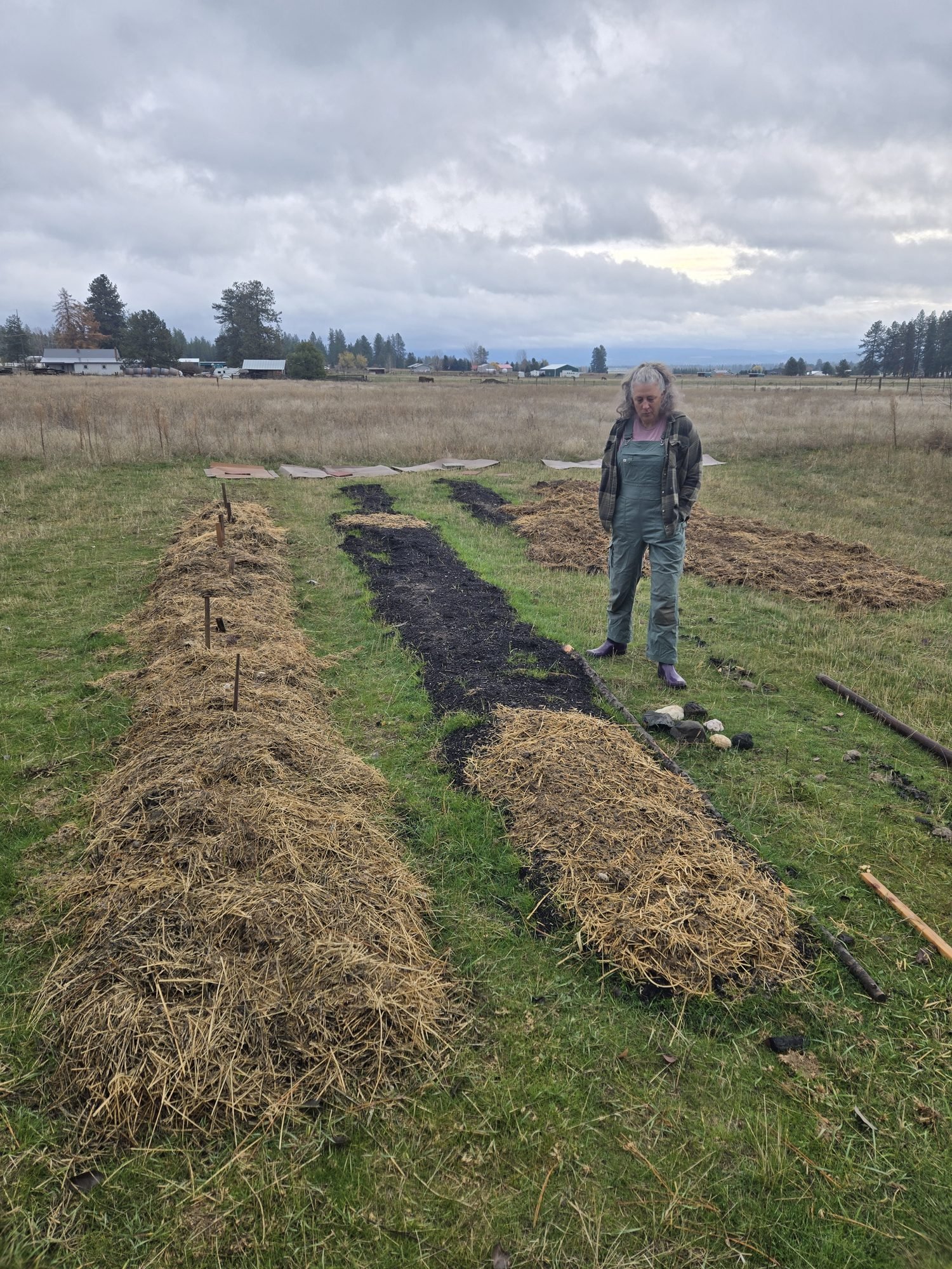 The first garlic beds under straw mulch