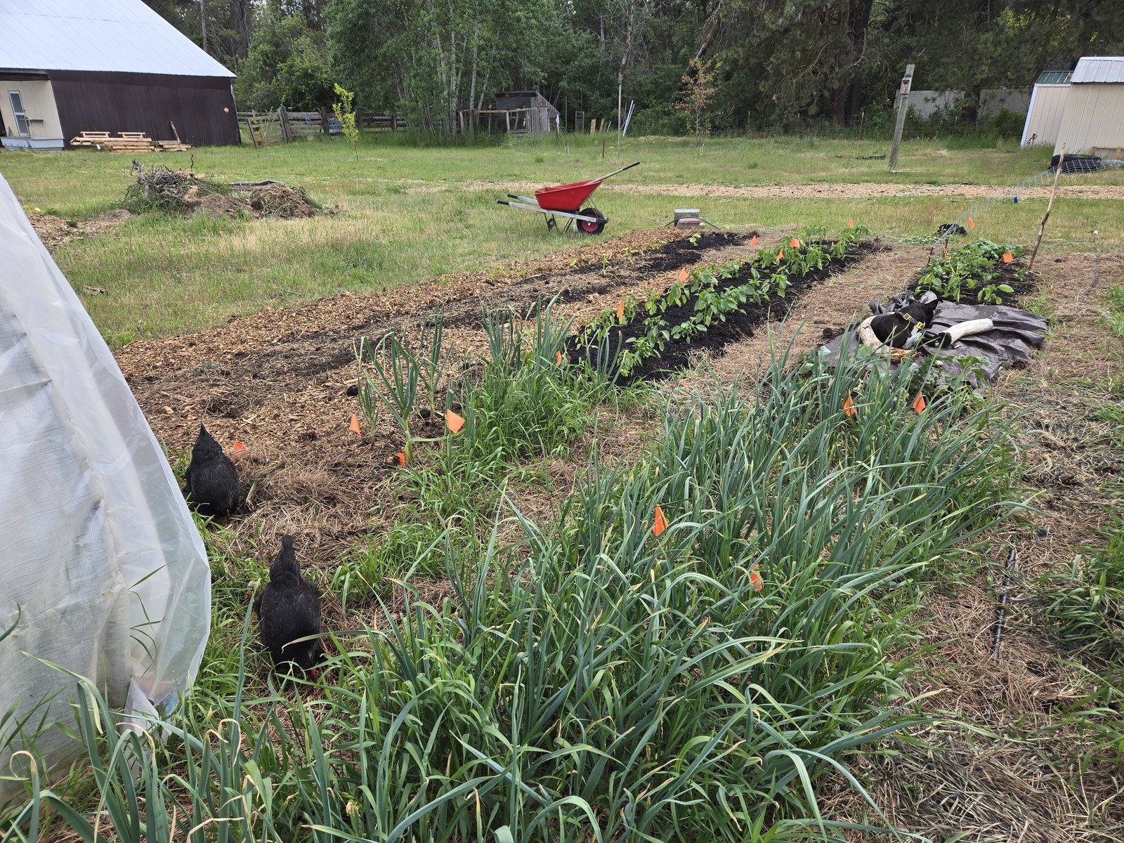 Garden beds with hens foraging, mid-season