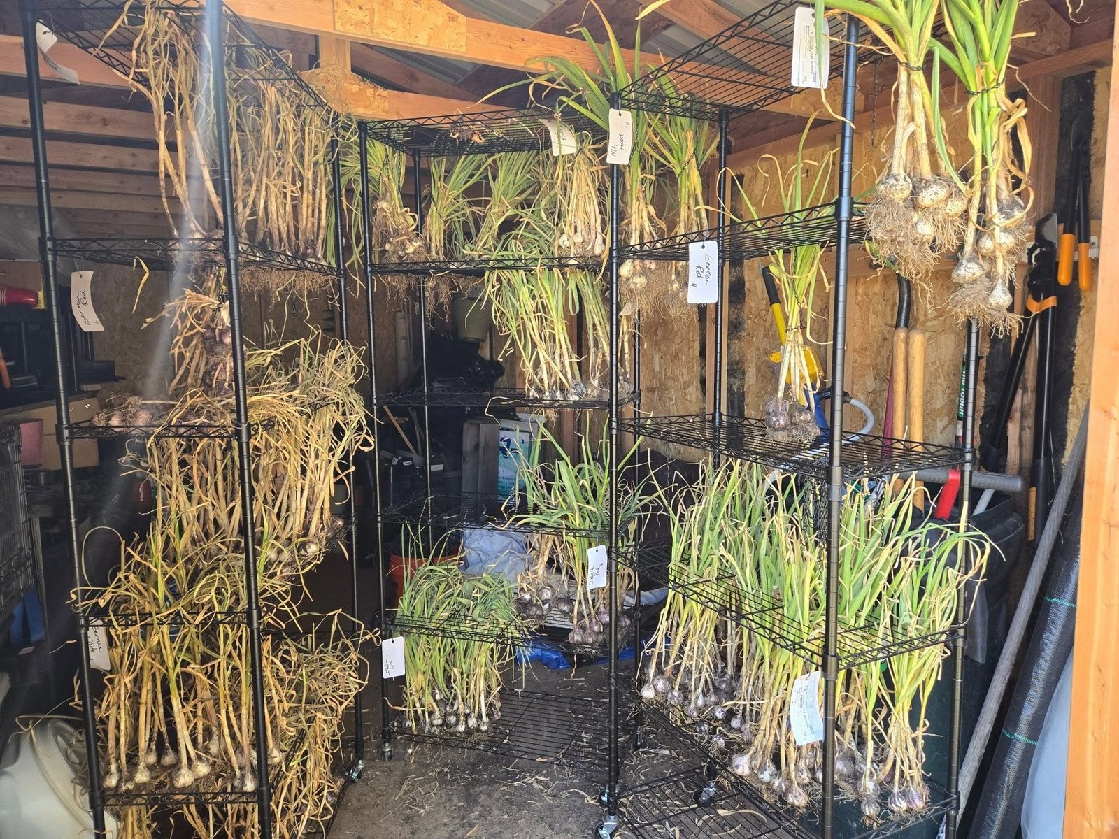 Garlic curing in the barn
