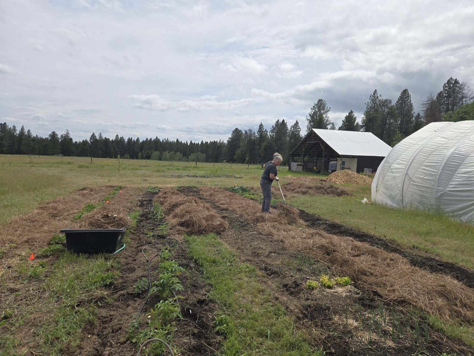 Tina working the garden beds with the barn and hoop house behind