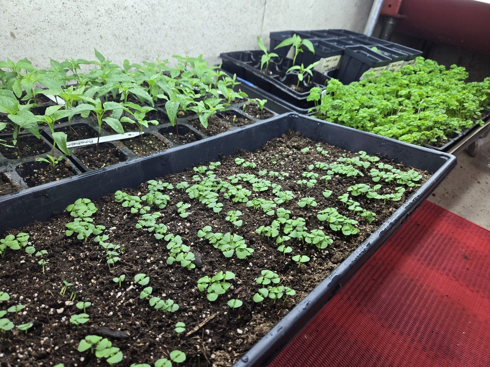 Trays of spring plant starts