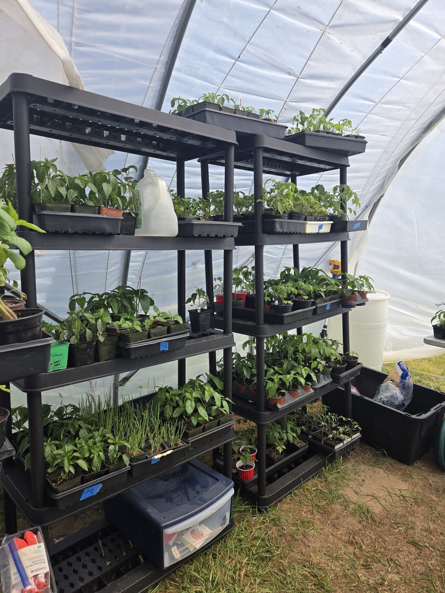 Racks of plant starts ready in the hoop house