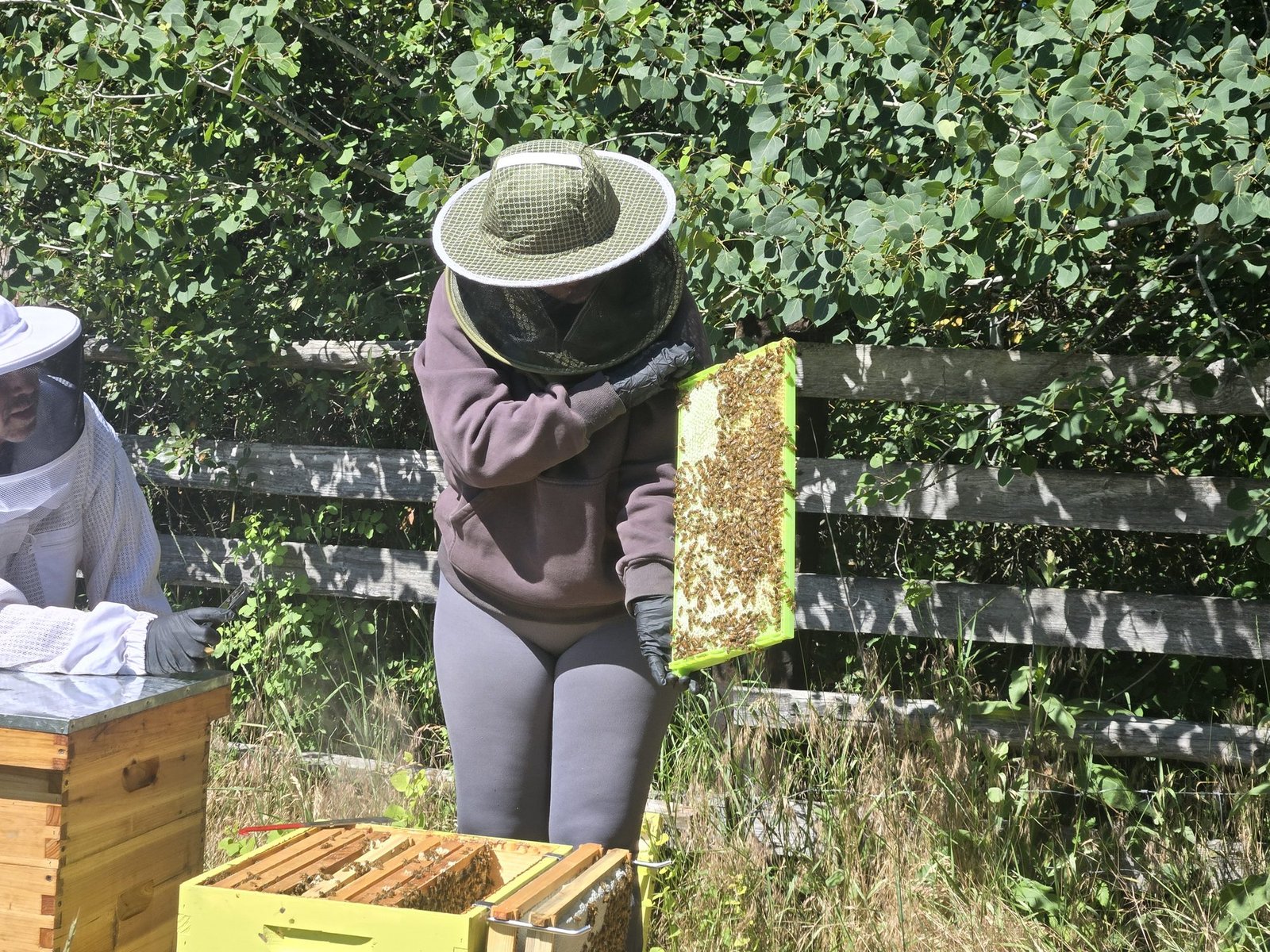 Lifting a frame heavy with bees